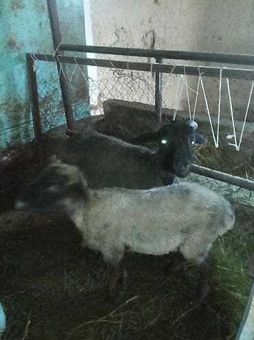 бараны куплю: Продаю | Овца (самка) | Для разведения — 3