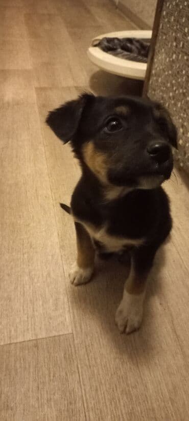 акустические системы xd design колонка в виде собак: - Пол: мальчик - Окрас: черный с рыжими подпалинами и белыми — 3