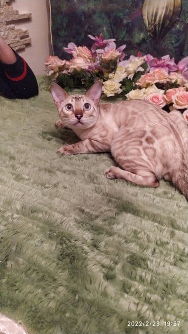 очень нужны: Друзья .Питомник бен гла мур с любовью предлагает вам котят — 9