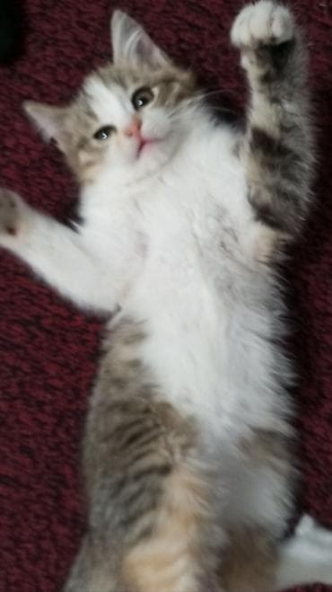 Продажа кошек: Котята 2,5 мес.,к лотку приучены.На фото — помёт из 5 малышей с — 10