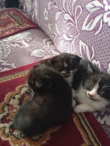 договорная кошка даром британская короткошёрстная 1 год мальчик метис 2 позвонить написать: Кошка даром: Беспородная, 2 месяца, Мальчик, Приучена к лотку — 2