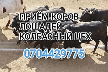 Частное лицо, Колбасный цех : Коровы, быки, Лошади, кони, | Круглосуточно, Любое состояние, Забитый