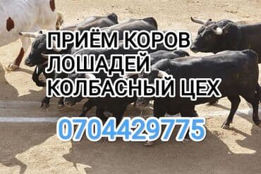 А/ч жаныбарларын сатып алам: Сатып алам | Уйлар, букалар, Жылкылар, аттар | Күнү-түнү, Бардык шартта, Союлган — 1