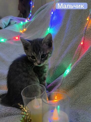 котята сибирской кошки: Котята, домашние, короткошёрстные. - Пол: Две девочки и два мальчика — 5