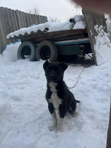 валер для собак: Собака даром: 2 месяца, Самец — 4