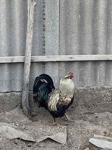 адлер цыплята: Продаю | Петух | Для разведения — 5