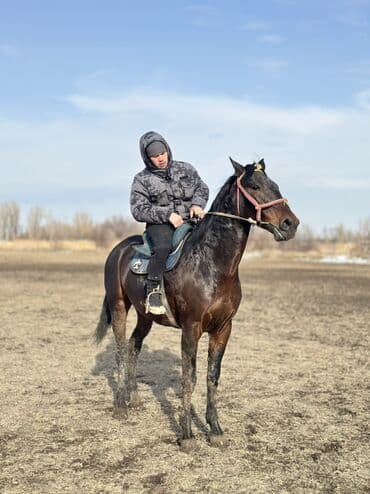 золотистый ретривер щенок: Продаю | Жеребец | Рабочий — 2
