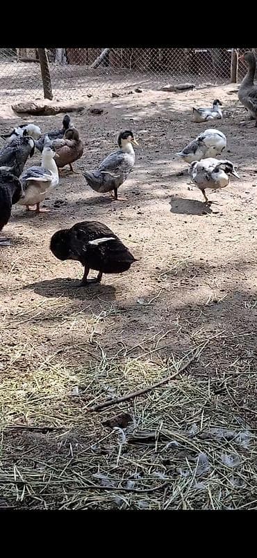 Утки голубой фаваритразных окрасов и пород для домашнего подворья