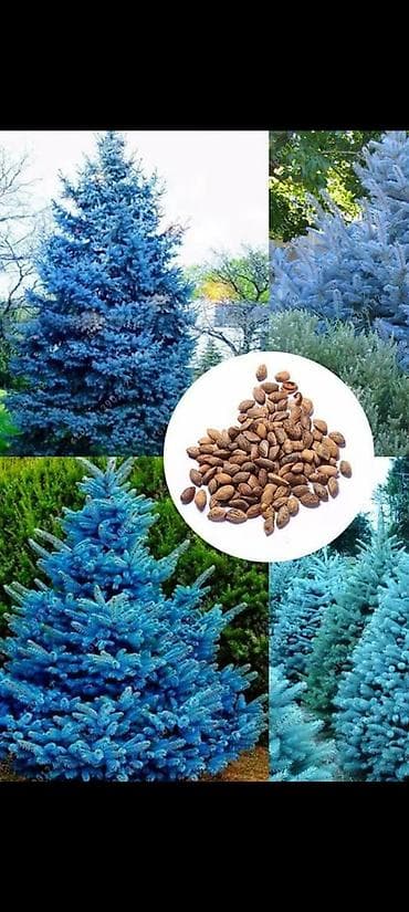 Семена голубой ели (ель колючая, Picea pungens, формы Blue/Glauca) В