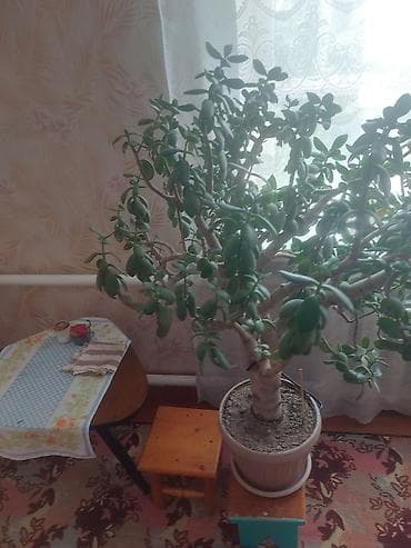 заказать аквариум: Алоэ — 2