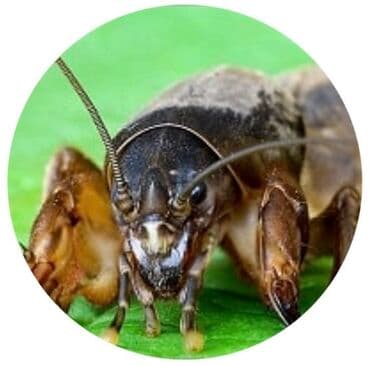 цена пшеницы в бишкеке 2022: Медведки азиатские и камбоджа оригинал 200%%% оптом и в розницу!!! 1 — 1