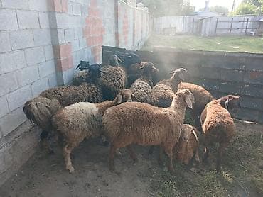 Продаю | Баран (самец)