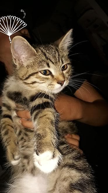 бесплатно кошка: Полосатый котёнок с короткой густой шерстью и выразительными янтарными — 3
