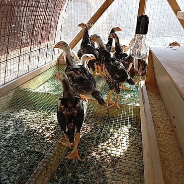 бойцовые птицы: Продаю | Цыплята | Для разведения — 2