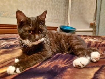 Вязка кошек: Кошка даром: Беспородная, 1 год, Девочка, Кастрирована, Приучена к лотку, Проглистована — 4