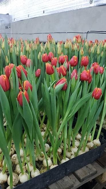 оформление цветов: Организация мероприятий | Букеты, флористика — 5