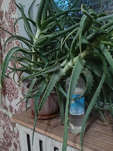 Алоэ: Алоэ (столетник) в горшке — крупный взрослый куст с множеством — 1
