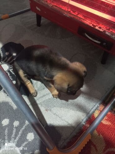 немецкий овчарка ош: Щенок, сучка, небольшого размера. Окрас черно-рыжий: спинка темная — 3