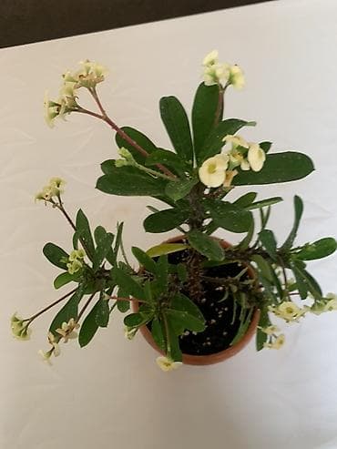 для круп: Комнатные растения в горшках: 1) Молочай Миля (Euphorbia milii — 2