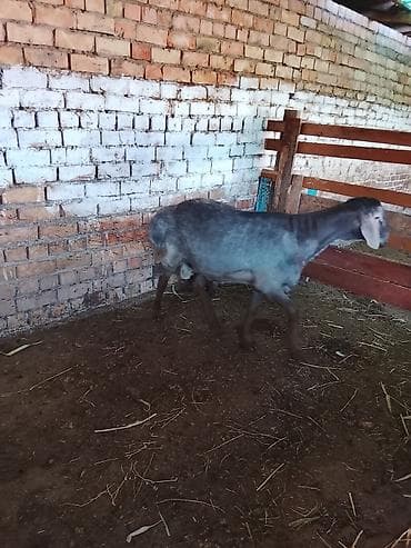 Продаю | Овца (самка) | Для разведения | Матка