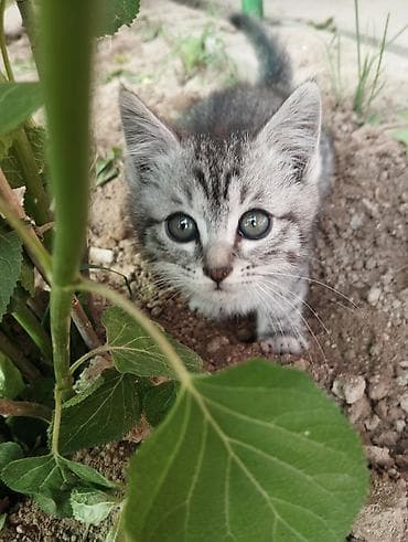 серые кошки фото: Отдам котят в добрые руки, все котята самцы, к лотку приучены, и — 1