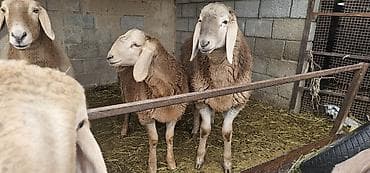 козу: Продаю | Ягненок | Для разведения — 1