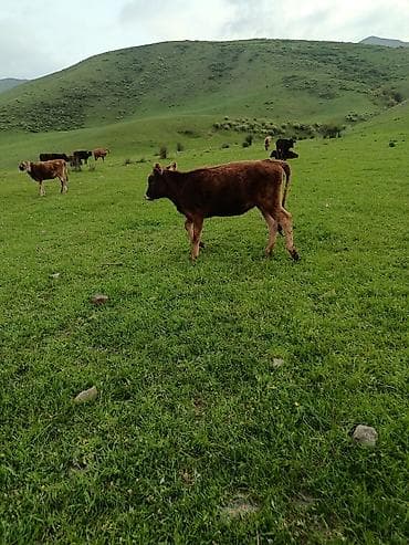 по карова: Продаю | Музоо, торпок | На откорм — 10