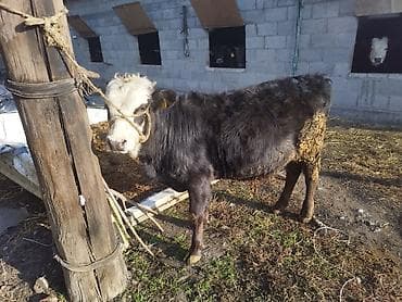 Продаю | Музоо, торпок | Полукровка | На откорм