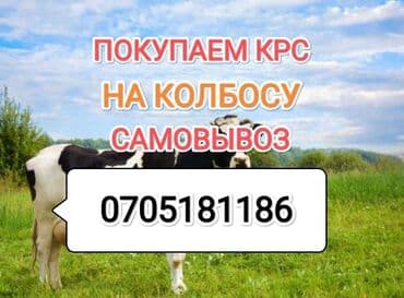 Куплю | Коровы, быки, Лошади, кони, Другие с/х животные | Круглосуточно, Любое состояние, Забитый at lalafo.kg Куплю | Коровы, быки, Лошади, кони, Другие с/х животные | Круглосуточно, Любое состояние, Забитый