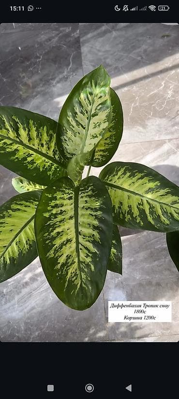 Таңгактоо товарлары: Комнатные растения: нефролепис (папоротник «Птичье гнездо»/Asplenium — 2