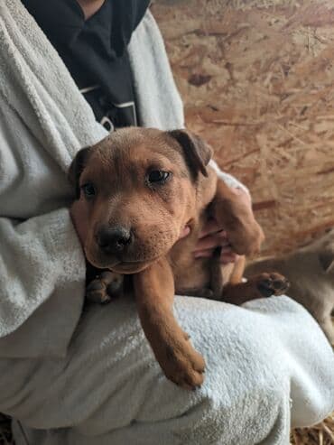 щенки русского той терьера: Щенки метисы, короткошёрстные, среднего предполагаемого размера. Окрас — 5