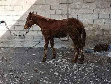 белый конь: Продаю | Жеребенок | Для разведения — 4