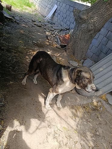 сеамская кошка: Собака даром: Алабай, 3 года, Самец, С прививкой — 3