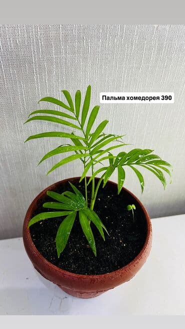 сколько стоит букет цветов в бишкеке: Излишки, состояние 10/10 От 3 цветов и выше сделаю хорошую скидку — 31
