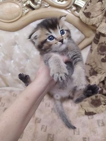 шотлан: Шотландский котёнок с вислоухостью (Scottish Fold) классического — 2