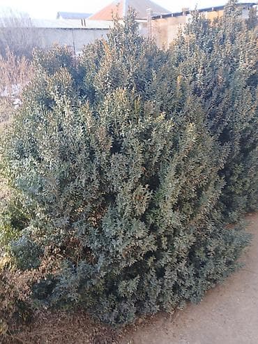 хиджап кийим: Көчөттөр гүлдүн: Самшиттер — 4