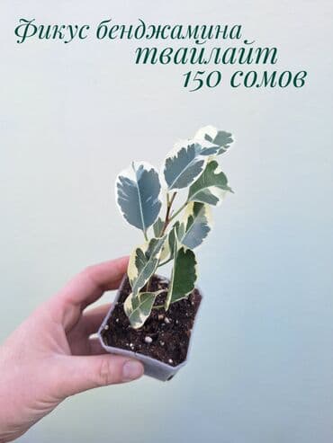 зеленое постельное белье: ● Комнатные растения (укоренённые черенки, молодые растения, взрослые — 42