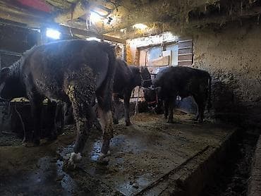 Продаю | Бык (самец) at lalafo.kg Продаю | Бык (самец)