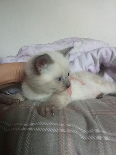сибирская гладкошерстная кошка: Котёнок с ярко-голубыми глазами и колор-пойнт окрасом (светлое тело — 3