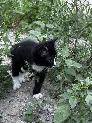 Кошки: Кошка даром: Беспородная, 2 месяца, Мальчик — 3