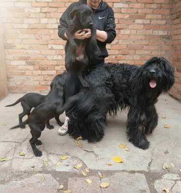 ротвейлер щенок купить: Щенки крупные черные . Метисы отец породы Ризеншнауцер (виден на — 1