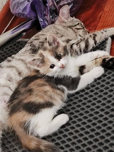 добрые руки: Кошка даром: Беспородная, 2 месяца, Девочка — 1