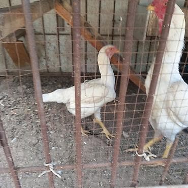 дакан груша: Продаю | Куры | Домашняя | Для разведения — 4
