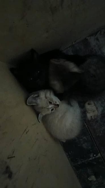 Продажа кошек: Котята, помёт из шесть малышей: - Окрас: кремовый (светлый), тигровый — 1