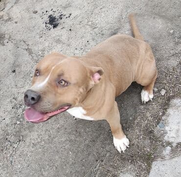 отдам даром собаку в хорошие руки: Вязка: Амстафф, Самец, 4 года, С родословной — 4