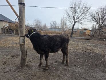 купить медогонку: Продаю | Музоо, торпок | На откорм | Привязанные — 7