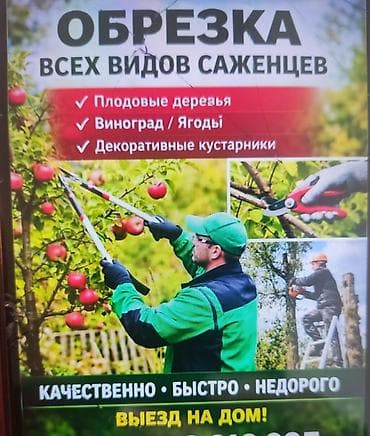 стрижка кустов: Услуги по обрезке всех видов саженцев и взрослых растений. Что — 1