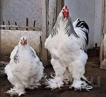 Продаю | Инкубационные яйца | Брама | Для разведения — 3