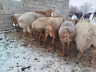 овцы дорпер купить: Продаю | Овца (самка) | Для разведения — 5