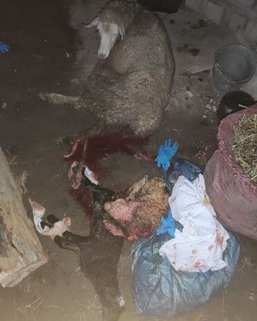 Иттер: Ветеринар на выезд УЗИ все ветеринарные услуги консультация — 6